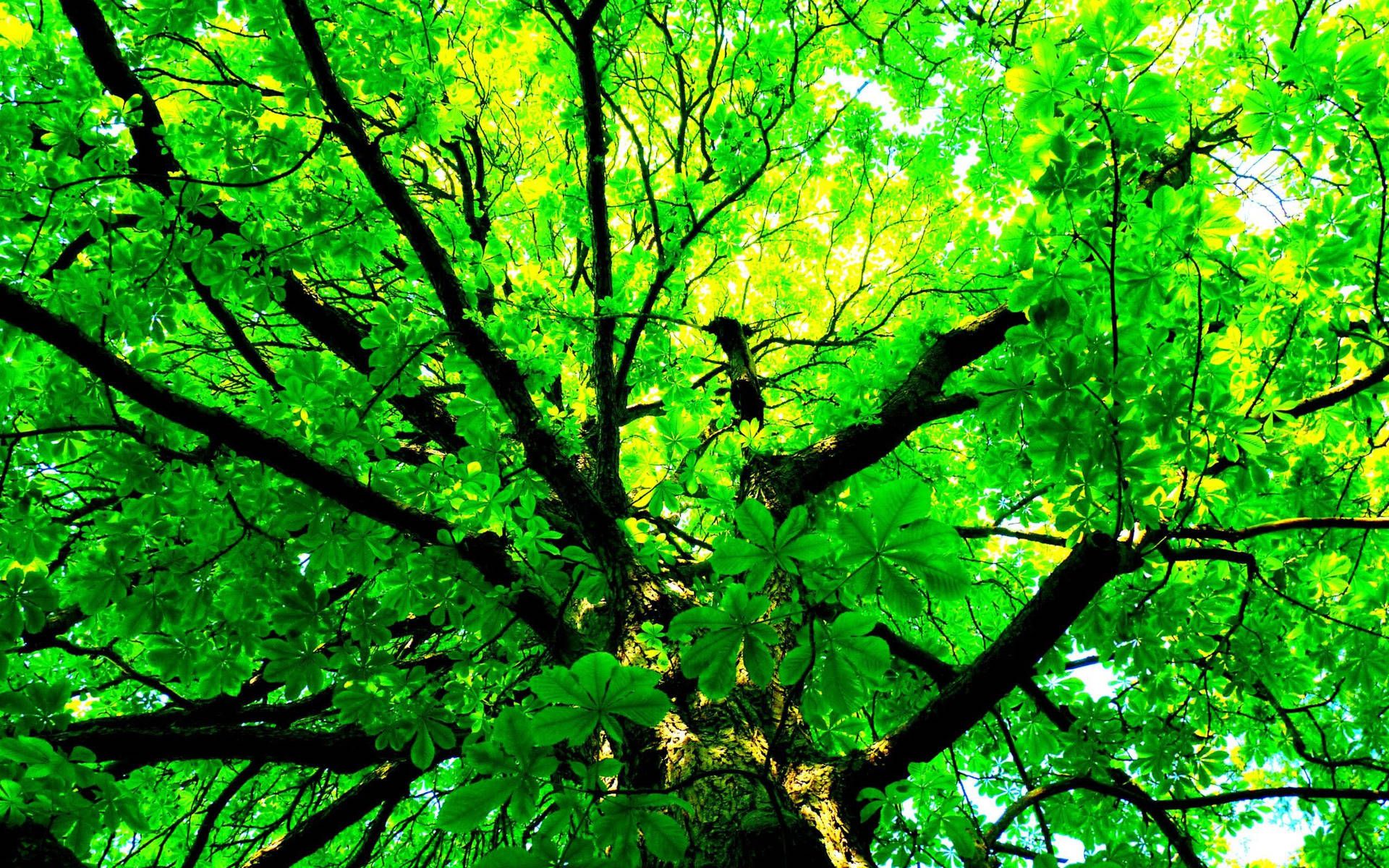 1920x1200 Green Tree Wallpaper