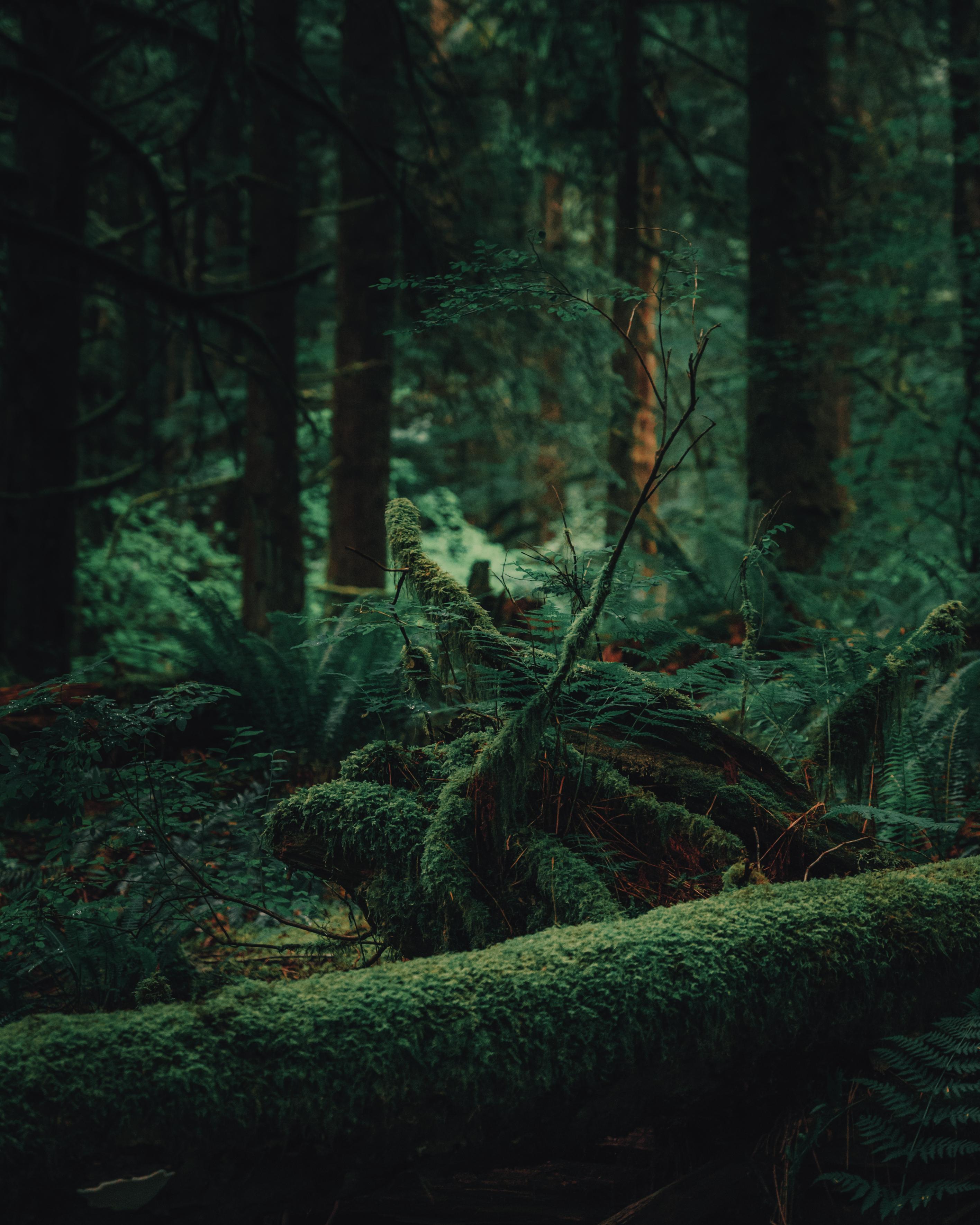 2832x3540 ITAP of a Dark Green Forest in Vancouver, CA