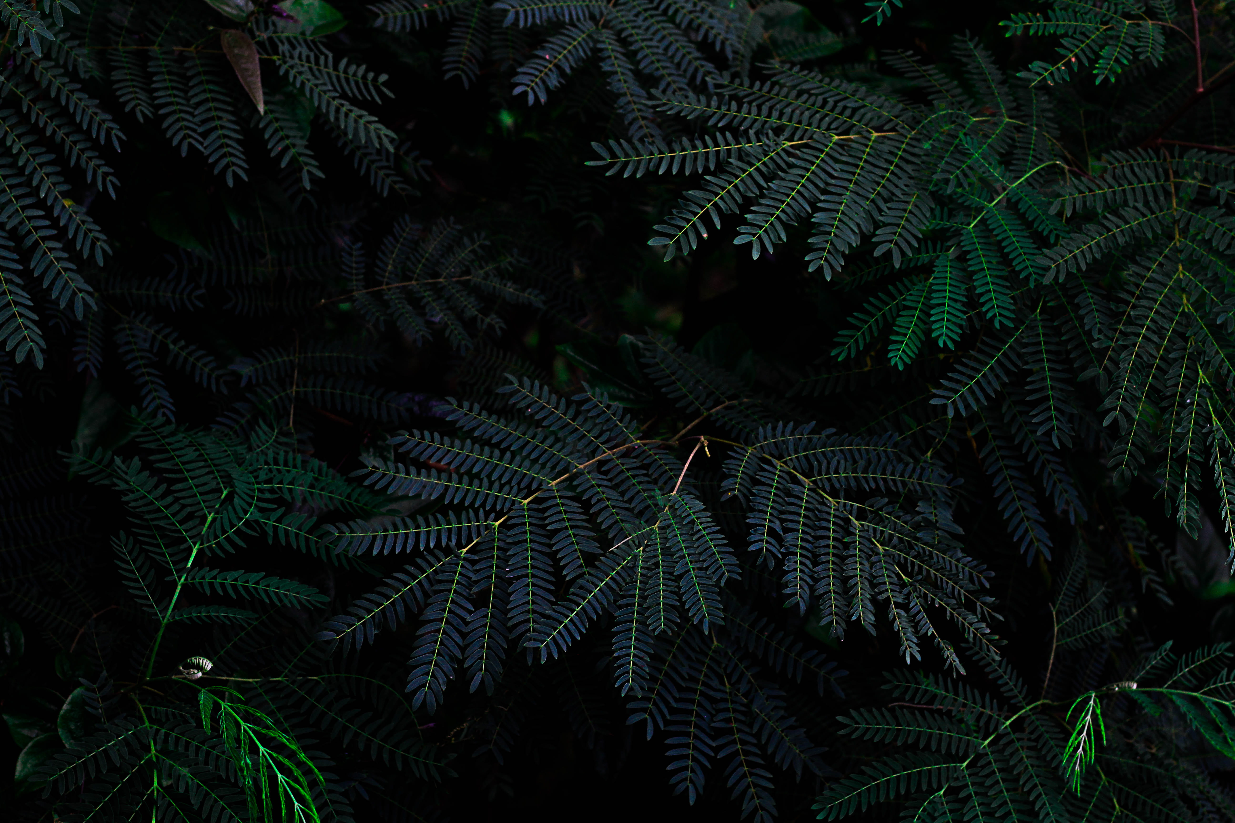 5184x3456 Royalty Free Photo: Green Leafed Tree