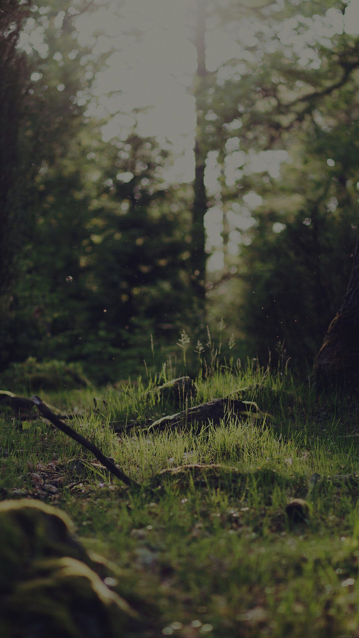 1242x2208 Forest Green Nature Tree Dark Jonas Nilsson Lee iPhone 7 Wallpaper