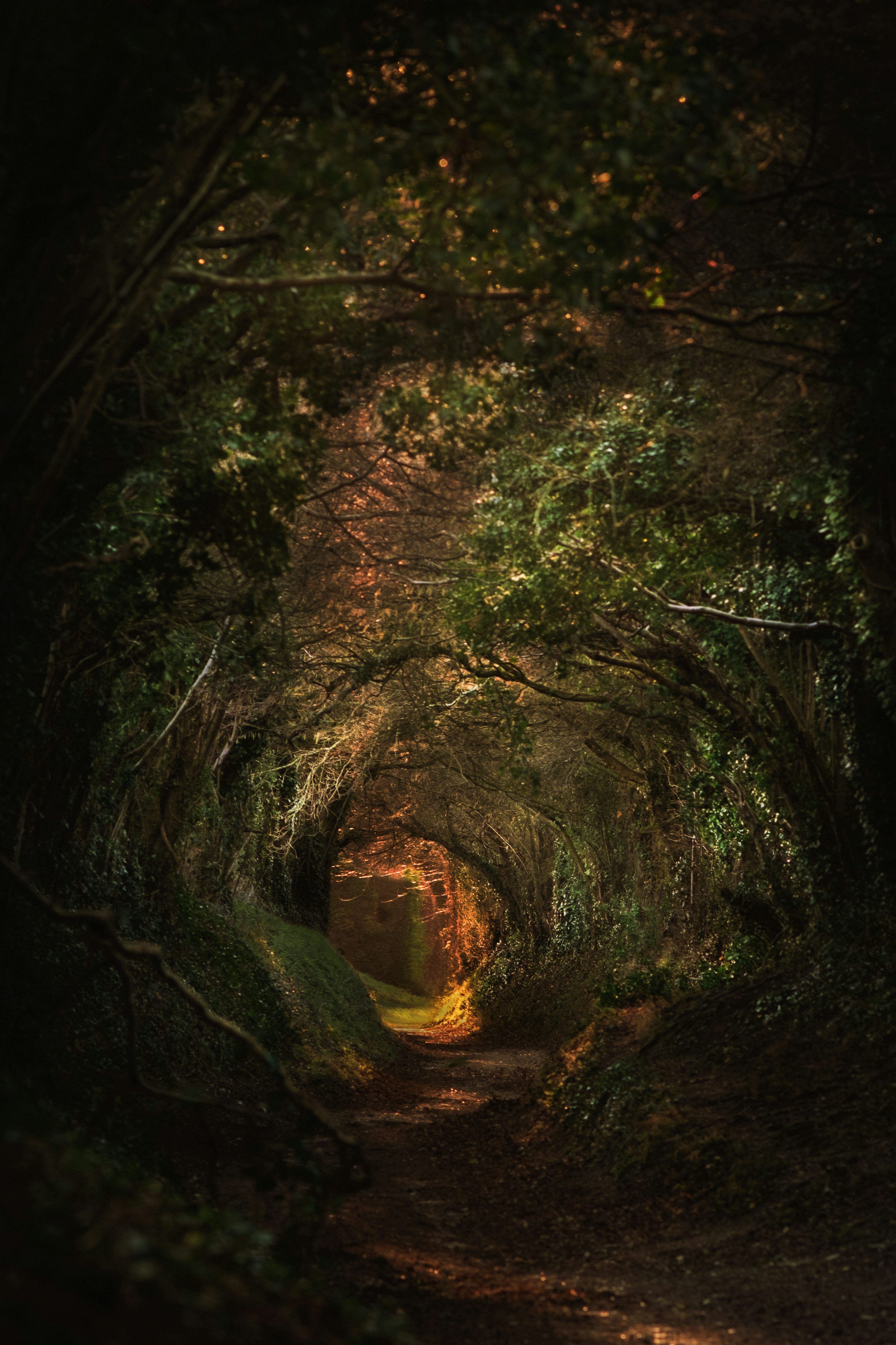 3000x4500 A tunnel of trees in the middle of a forest photo