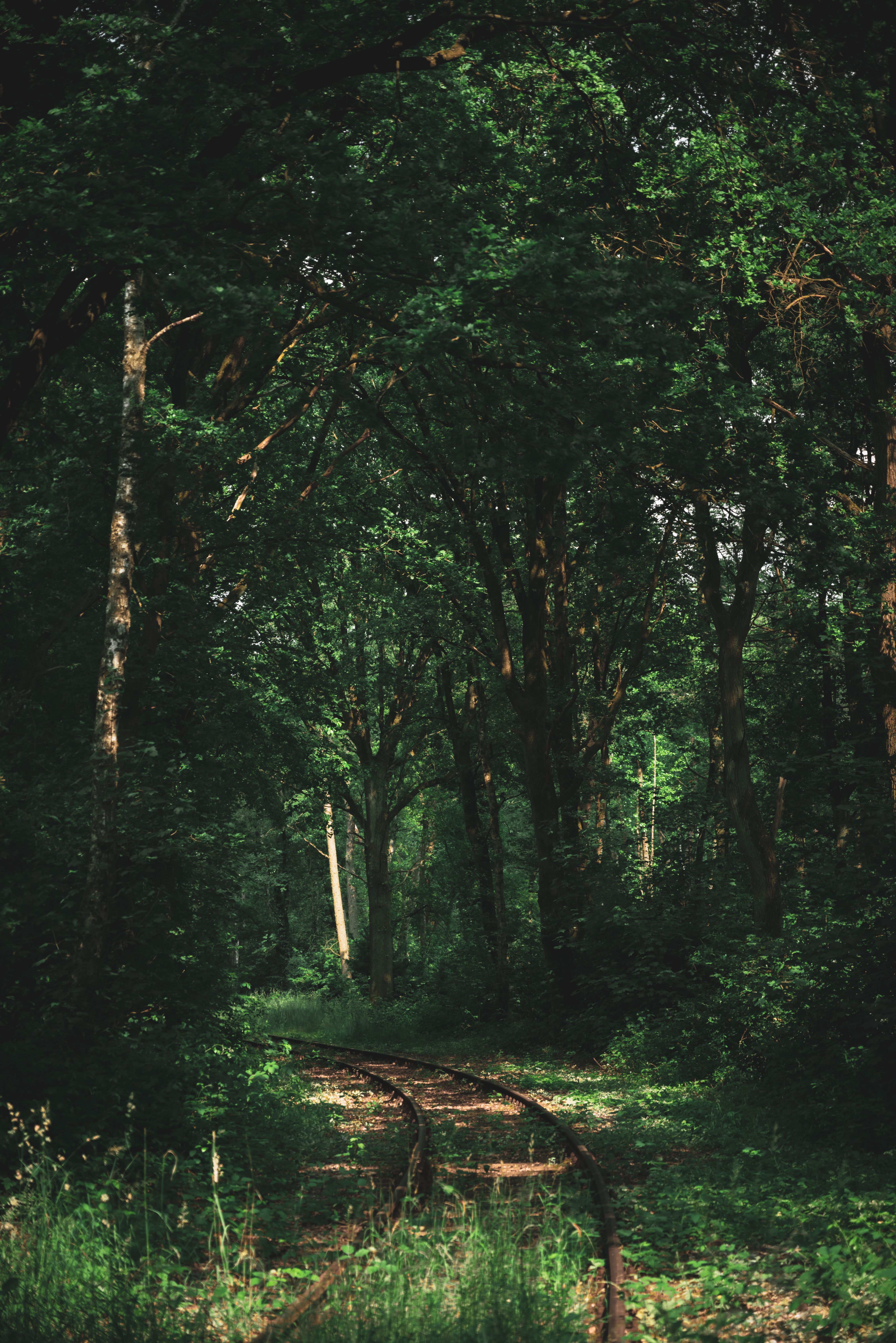 4016x6016 Abandoned Railway in Forest · Free