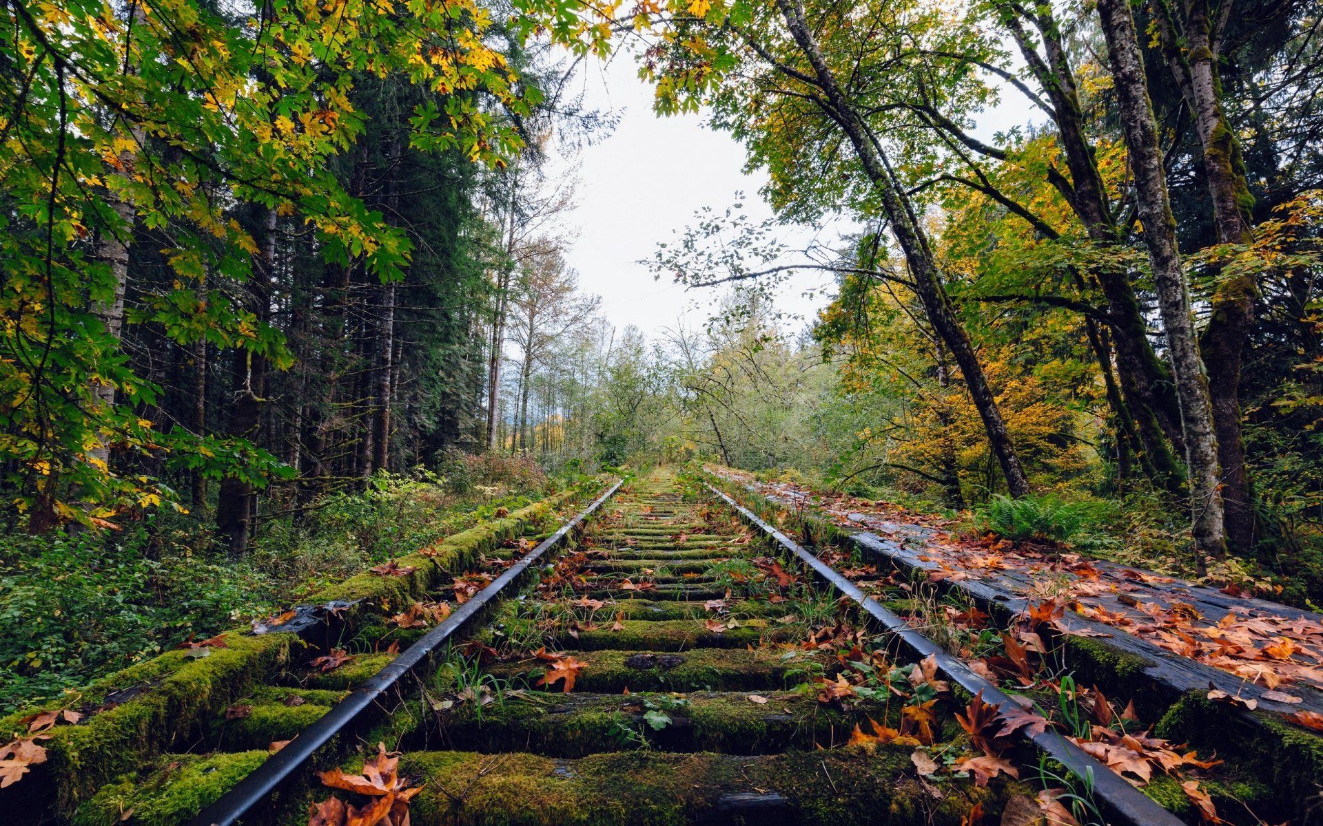 1920x1200 Serene Forest Railroad HD Wallpaper: Nature Meets Man Made Tracks By Dave Hoeflerx1600