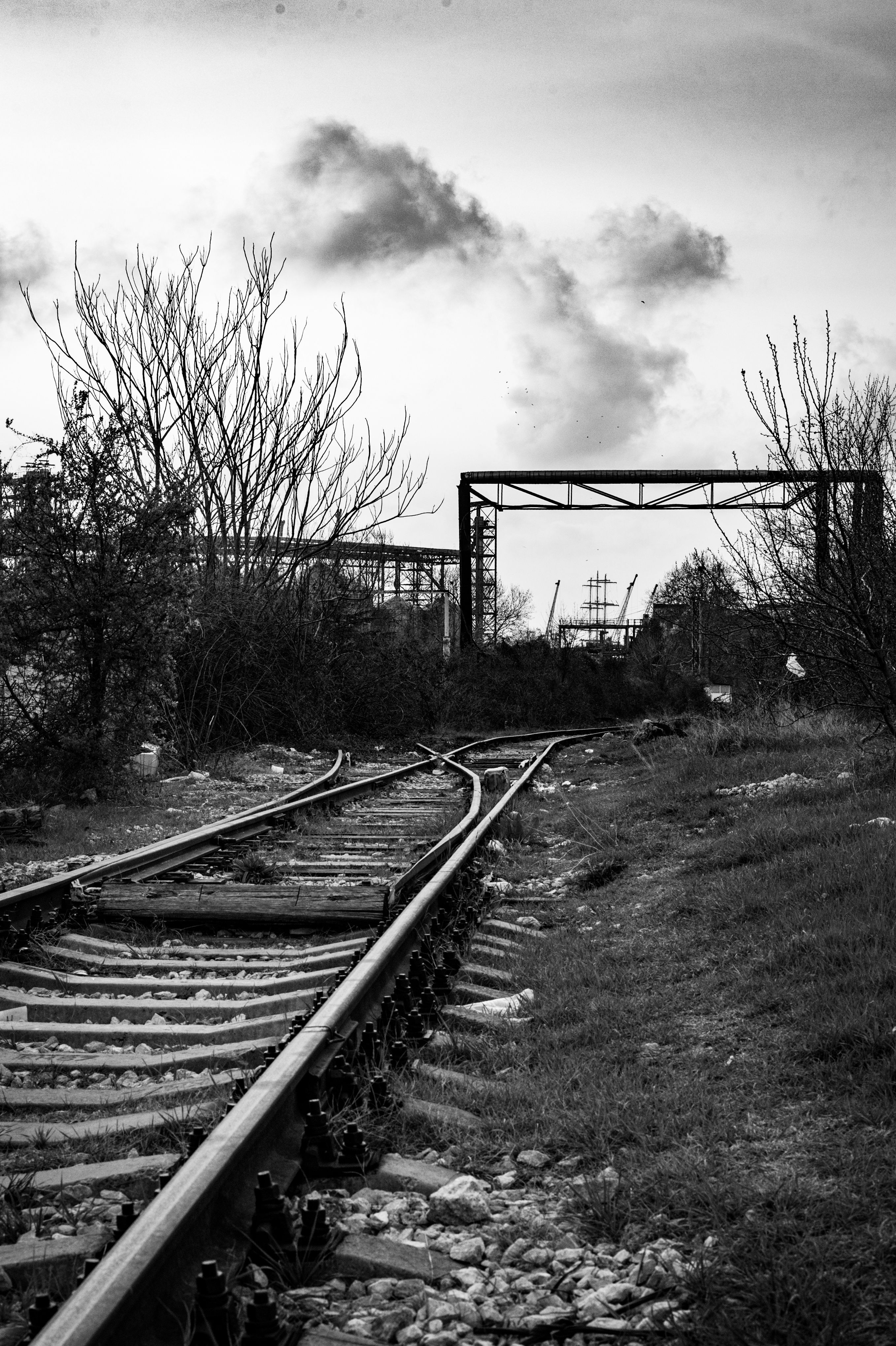 2715x4079 Abandoned Railway Among Tall Trees in Black and White · Free