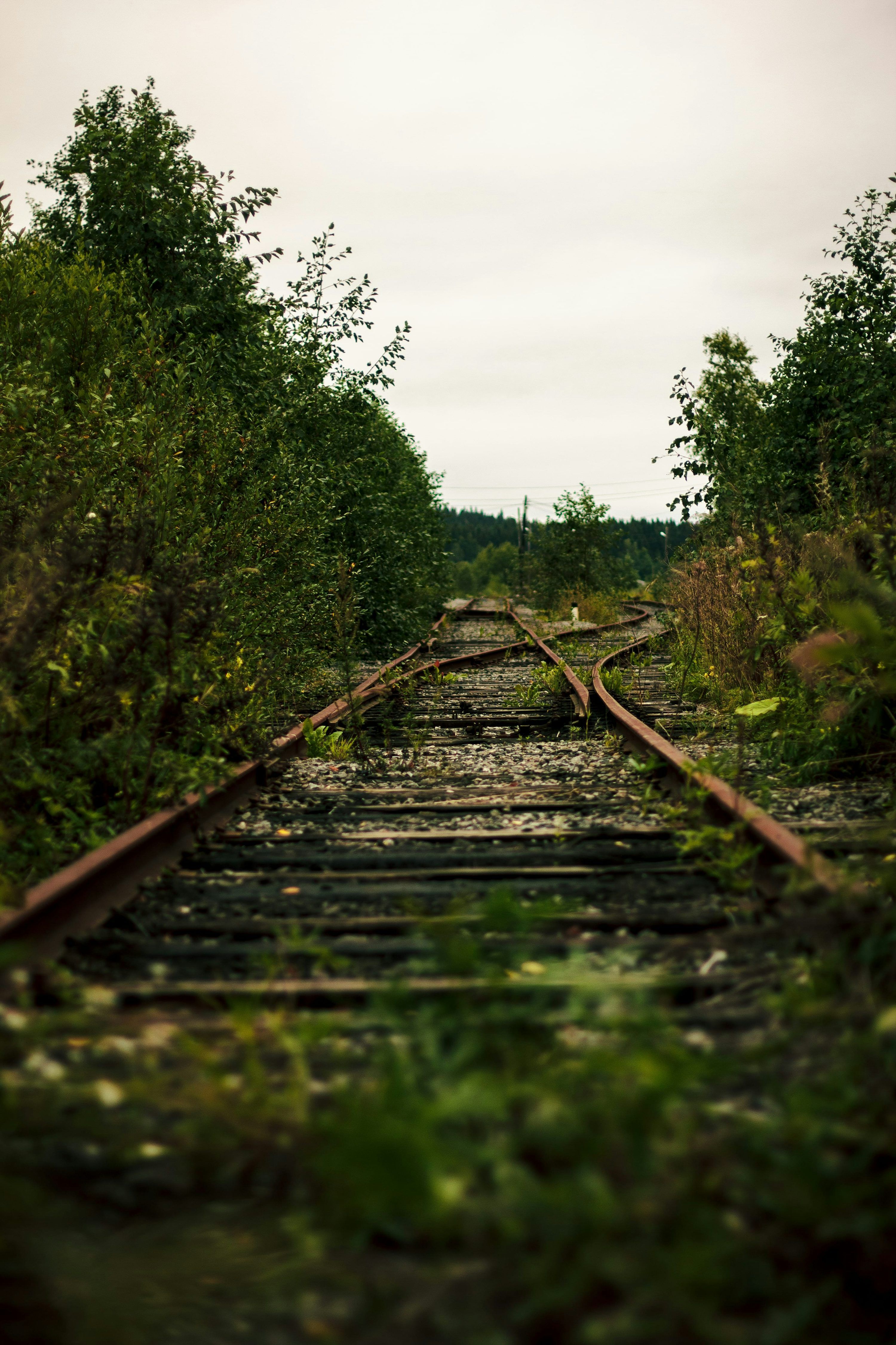 3000x4500 Overgrown abandoned railway tracks covered in moss photo