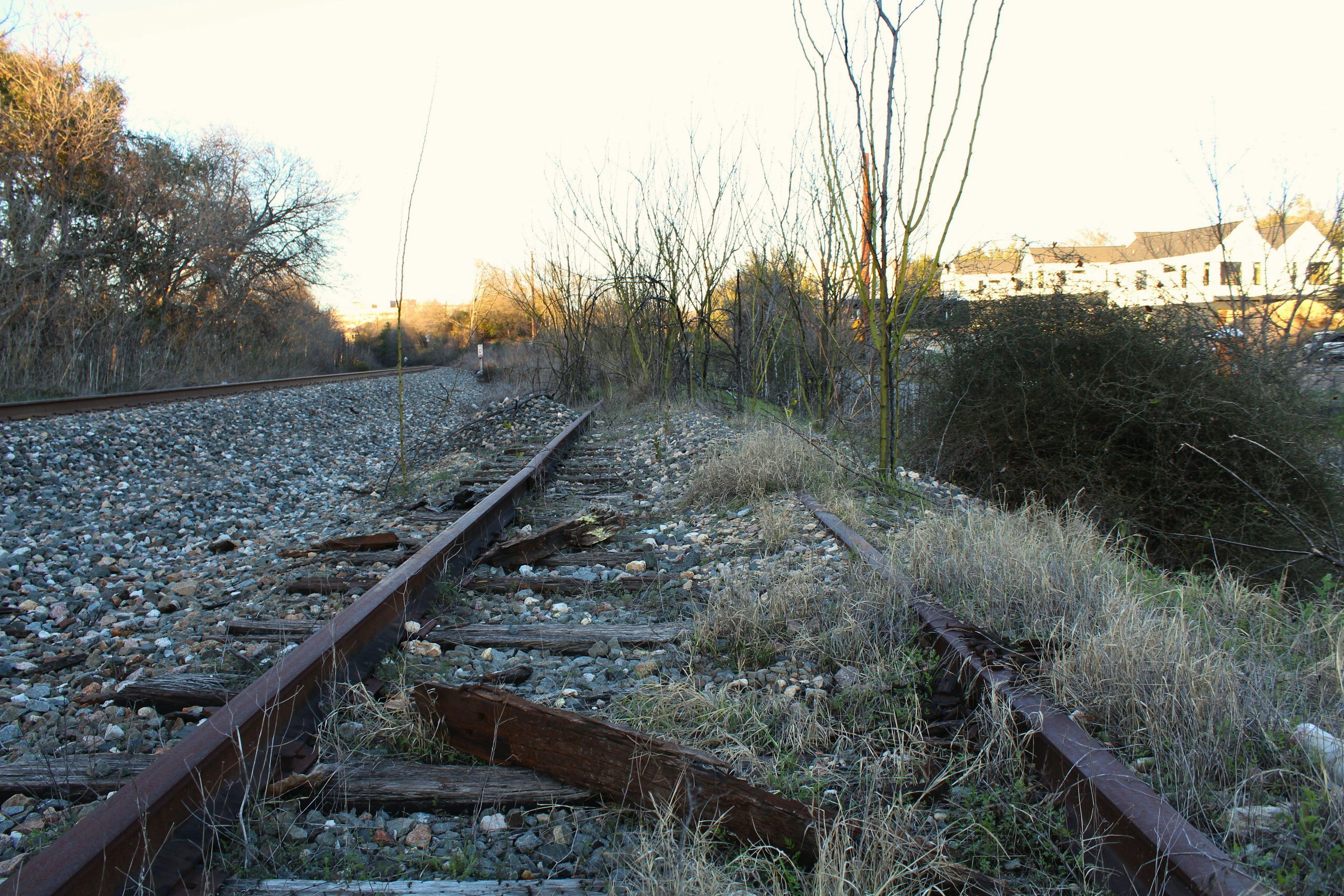 3000x2000 A train track with a bunch of weeds growing on it photo