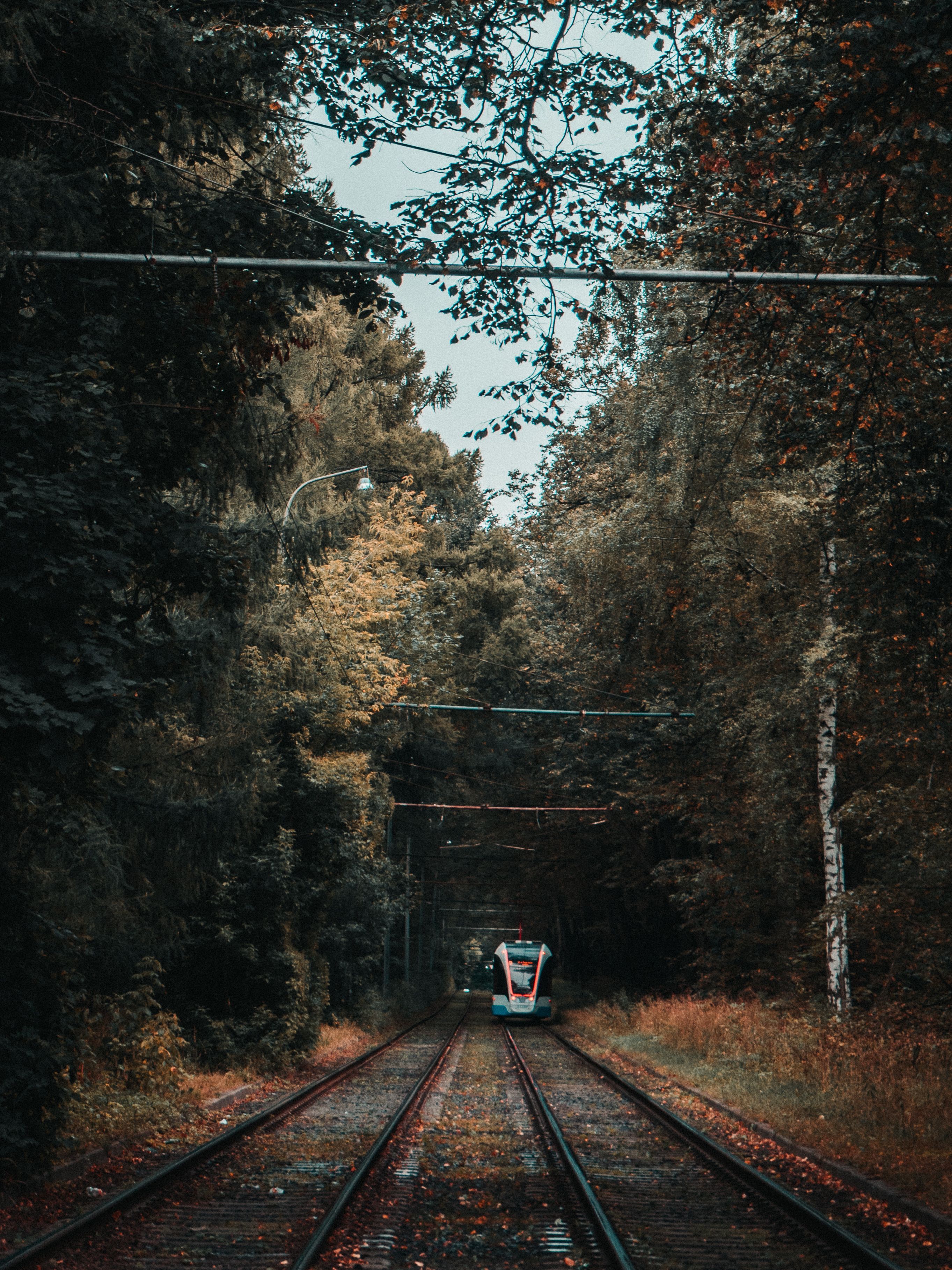 2726x3634 Forest Railway Photo, Download The BEST Free Forest Railway & HD Image