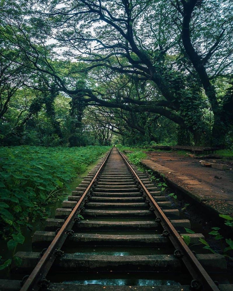 799x999 Abandoned Railway Track