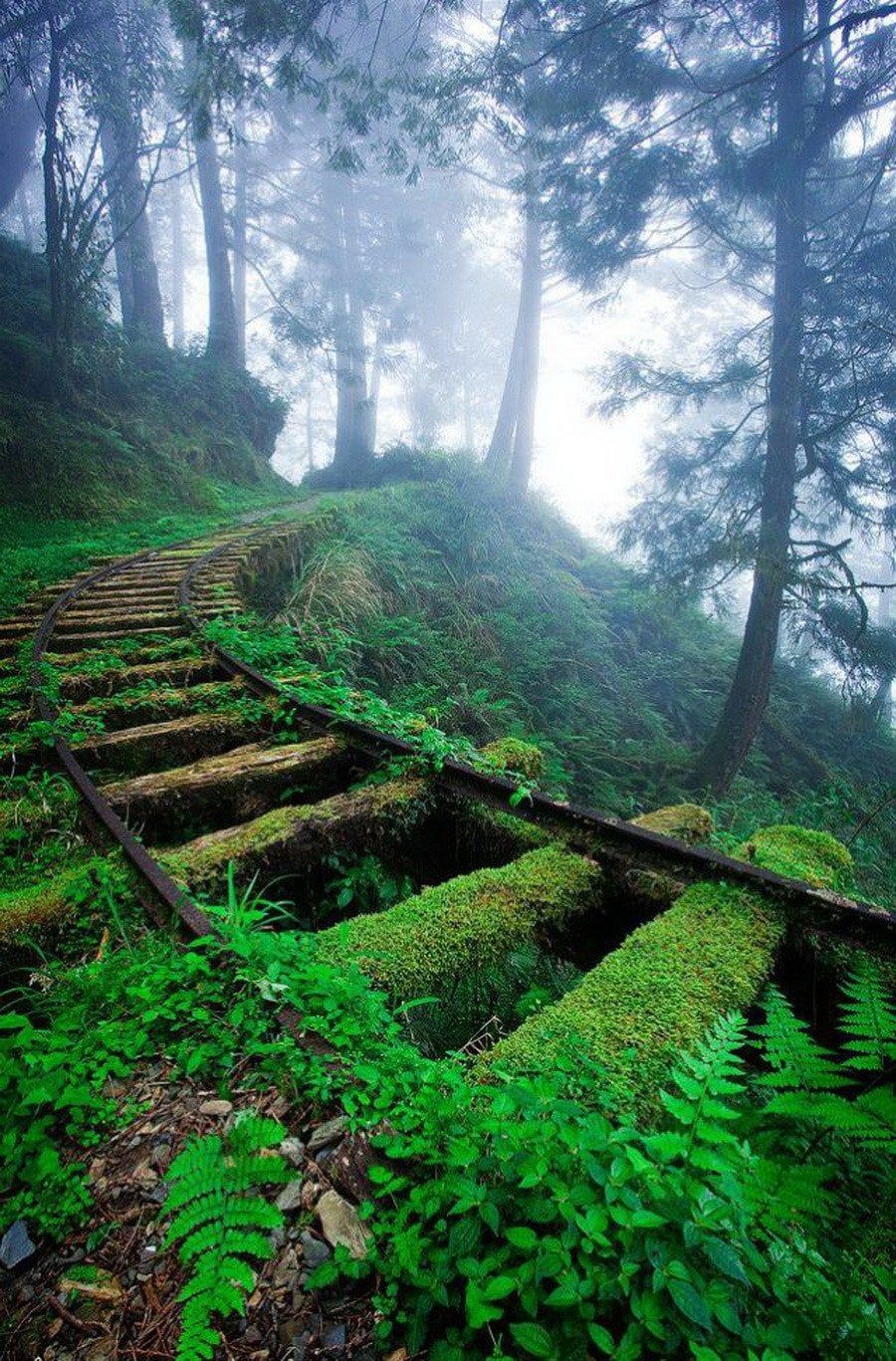 900x1367 Overgrown Railroad Tracks in the Forest