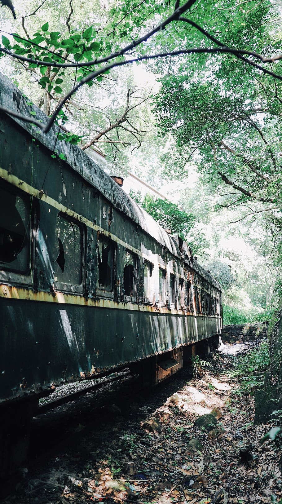 910x1626 HD wallpaper: tree, rail transportation, plant, abandoned, track, railroad track