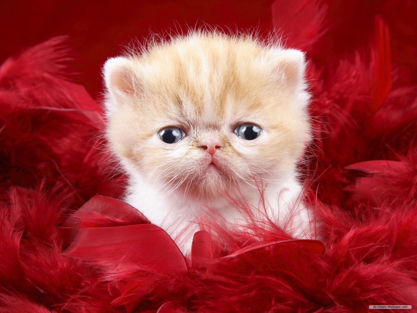 1600x1200 Free Wallpaper Animal wallpaper animals 1 wallpaper