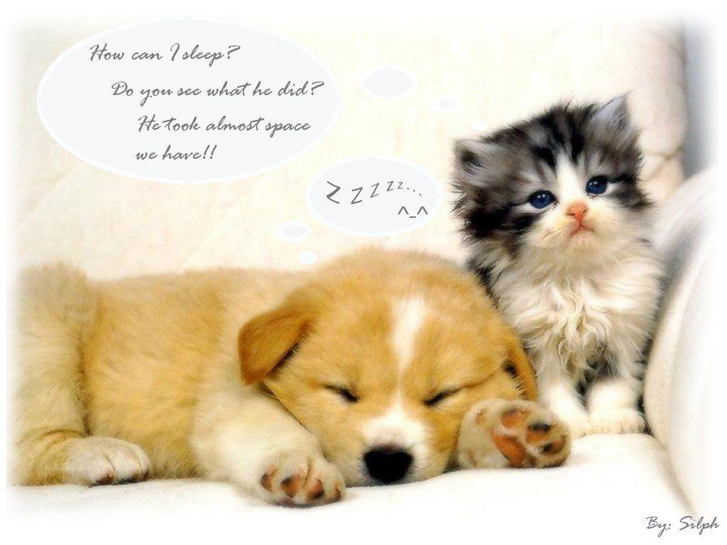 1024x768 Cute Baby Animals Wallpaper
