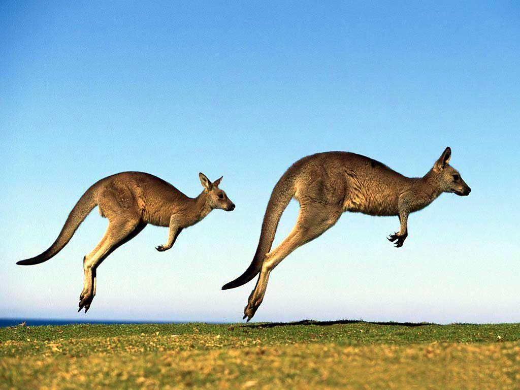 1024x768 Free download Kangaroo Wallpaper Australian Kangaroo Animal Wallpaper [1024x768] for your Desktop, Mobile & Tablet. Explore Kangaroo Wallpaper. Captain Kangaroo Wallpaper, Bing Kangaroo Wallpaper, Baby Kangaroo Wallpaper