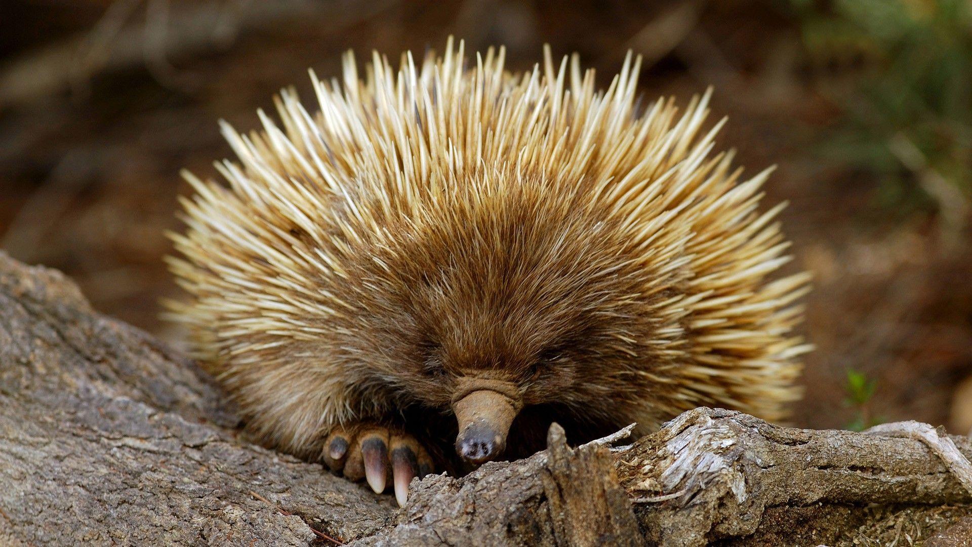 1920x1080 Animal Echidna from South Australia wallpaper and image, picture, photo
