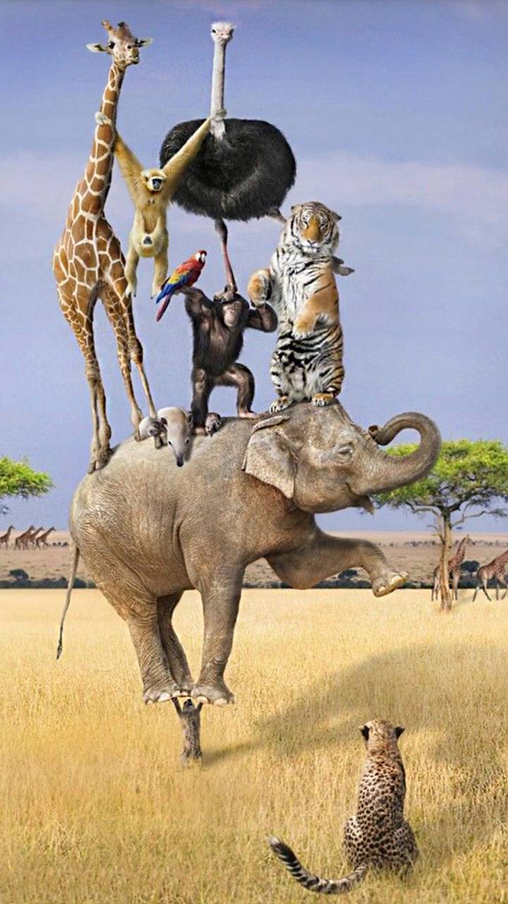720x1280 Crazy animals wallpaper