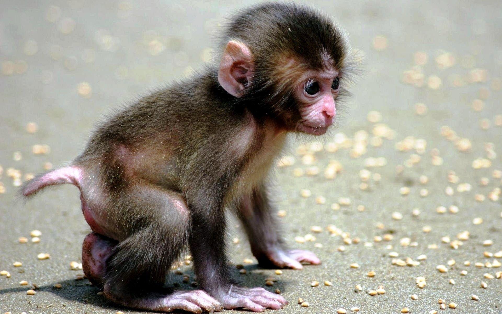 1920x1200 Picture Of Cute Animals Wallpaper Adorable Wallpaper Baby Monkey