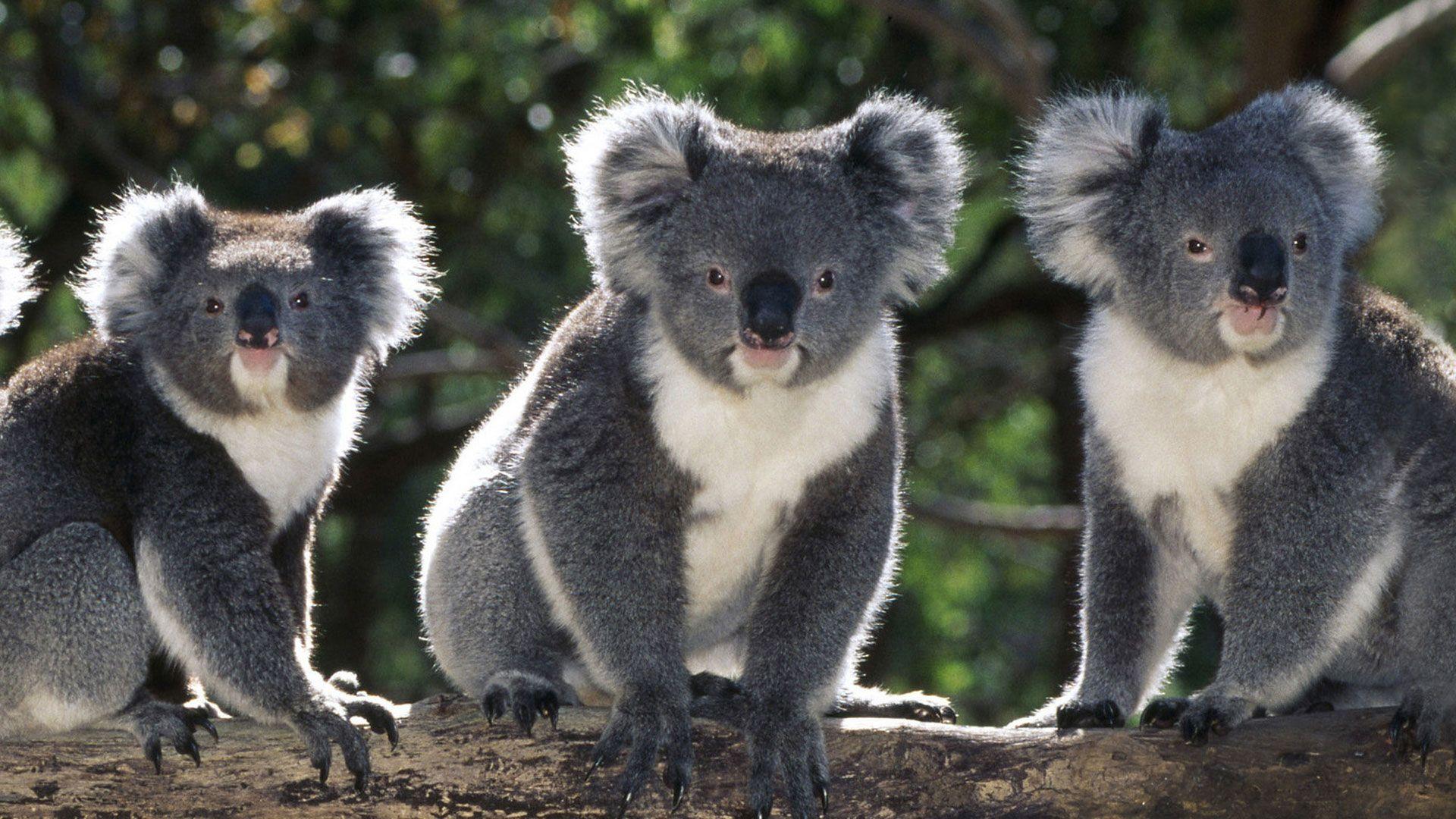 1920x1080 Hd About Key Facts Animals Wallpaper Wp6806476 And Australia Wallpaper & Background Download