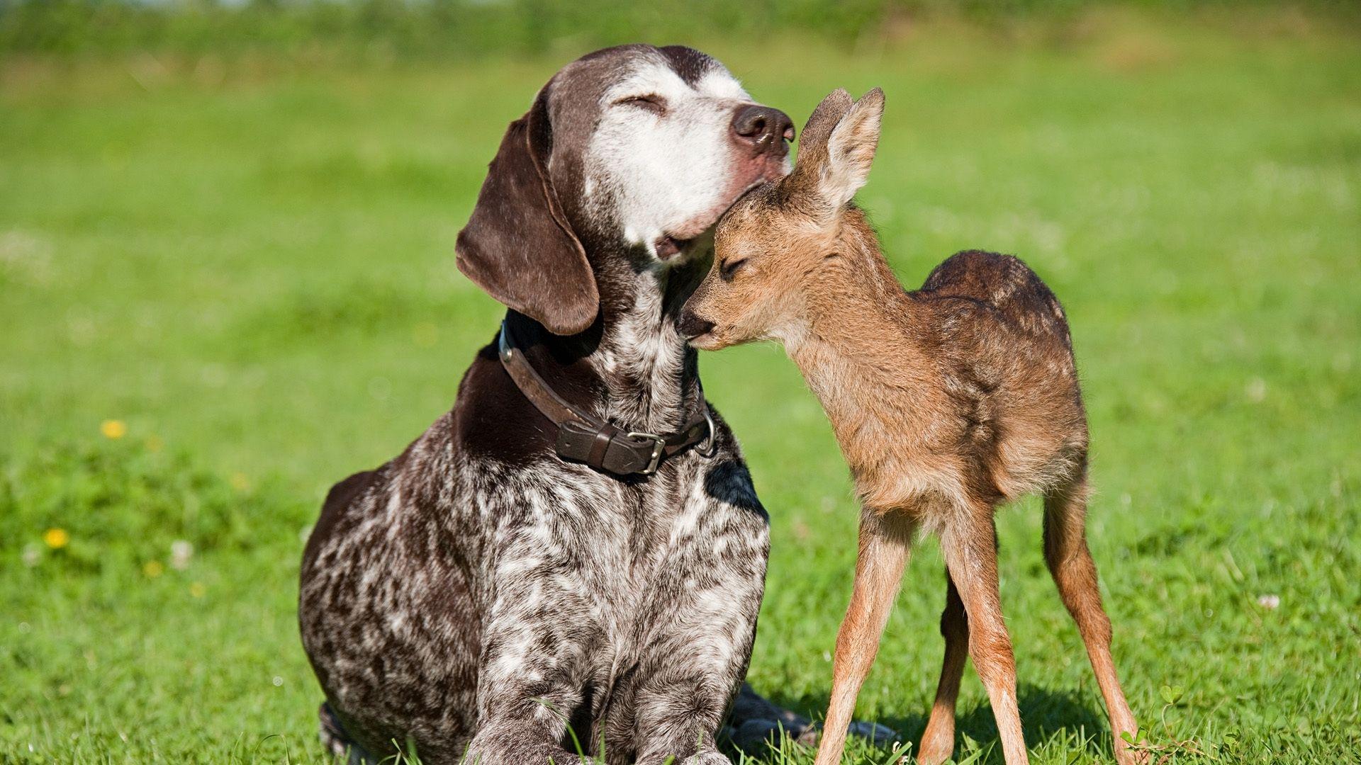 1920x1080 Adorable Animal Wallpaper Pack Download