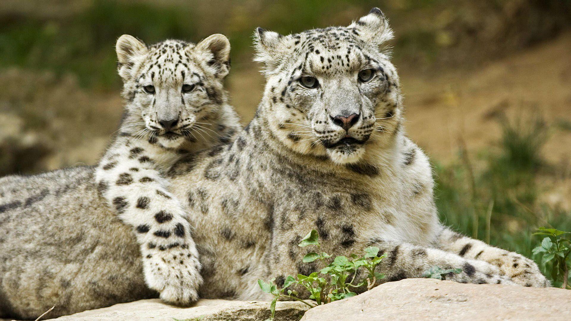 1920x1080 Adorable Animal Wallpaper