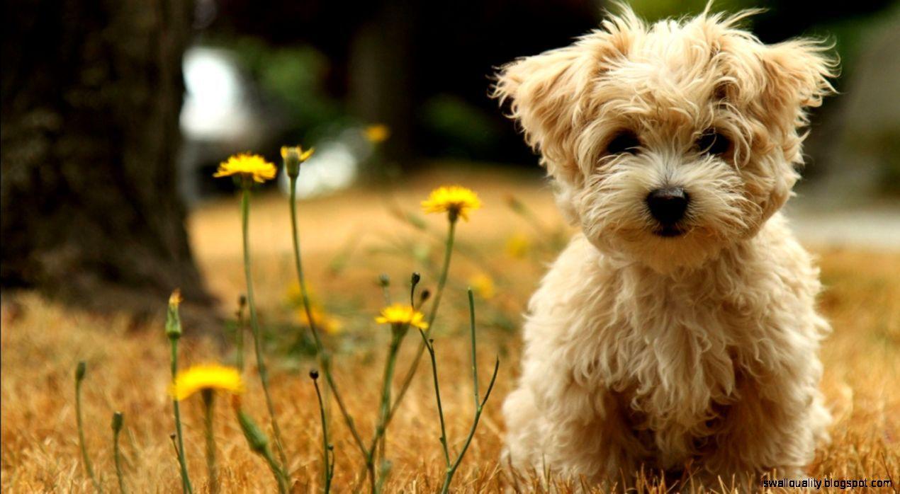 1270x698 Cute Havanese Silk Dog Animals Wallpaper HD