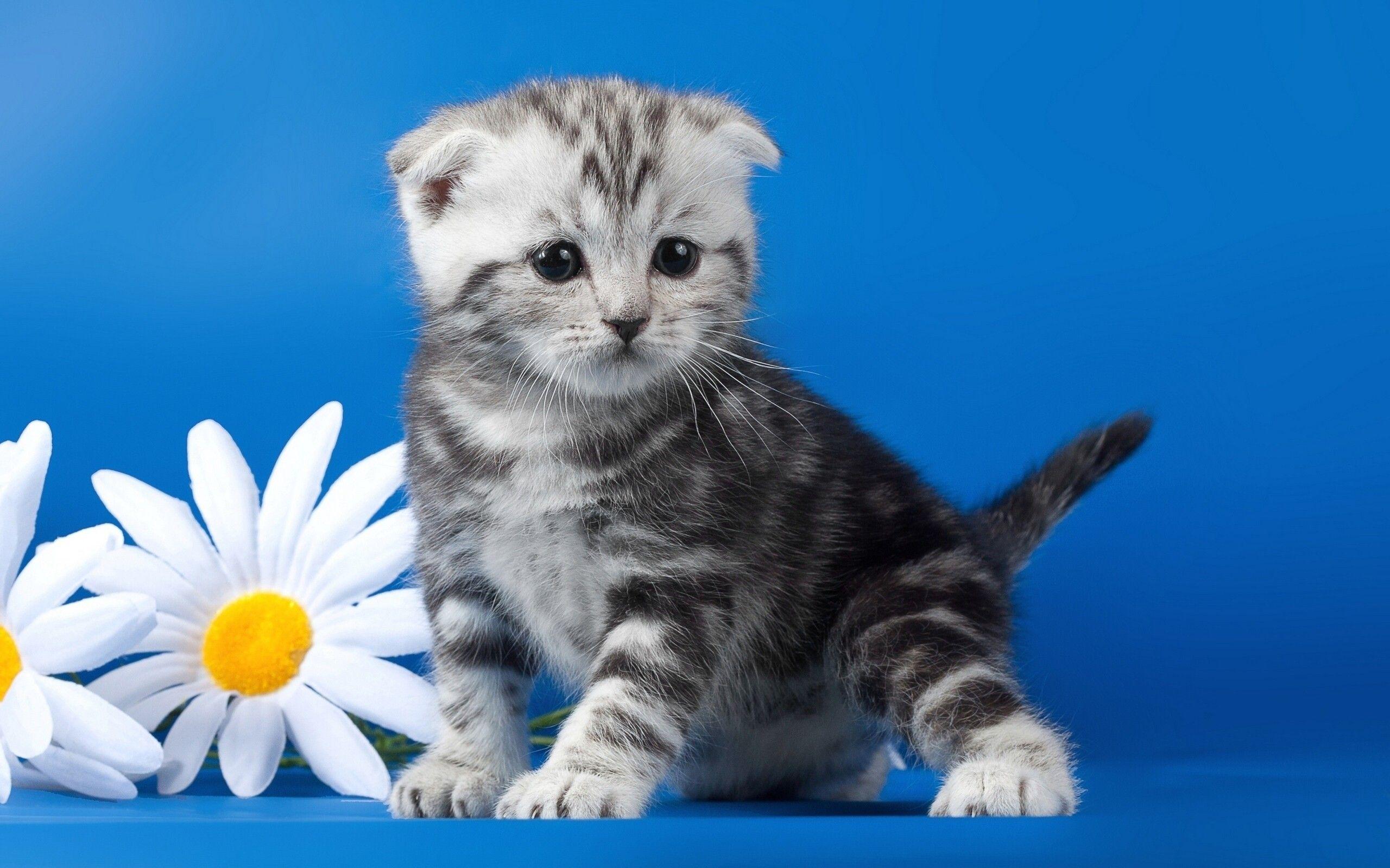 2560x1600 HD Animal Wallpaper, Cute, Pets, Wildlife, Baby, Widescreen, High Resolution, Adorable Animals, 2560x1600