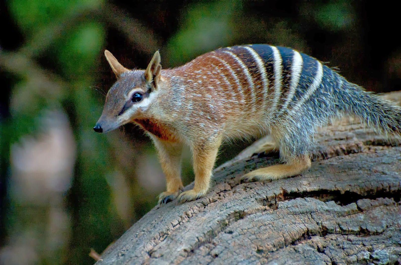 1600x1057 Numbat wallpaper, Animal, HQ Numbat pictureK Wallpaper 2019