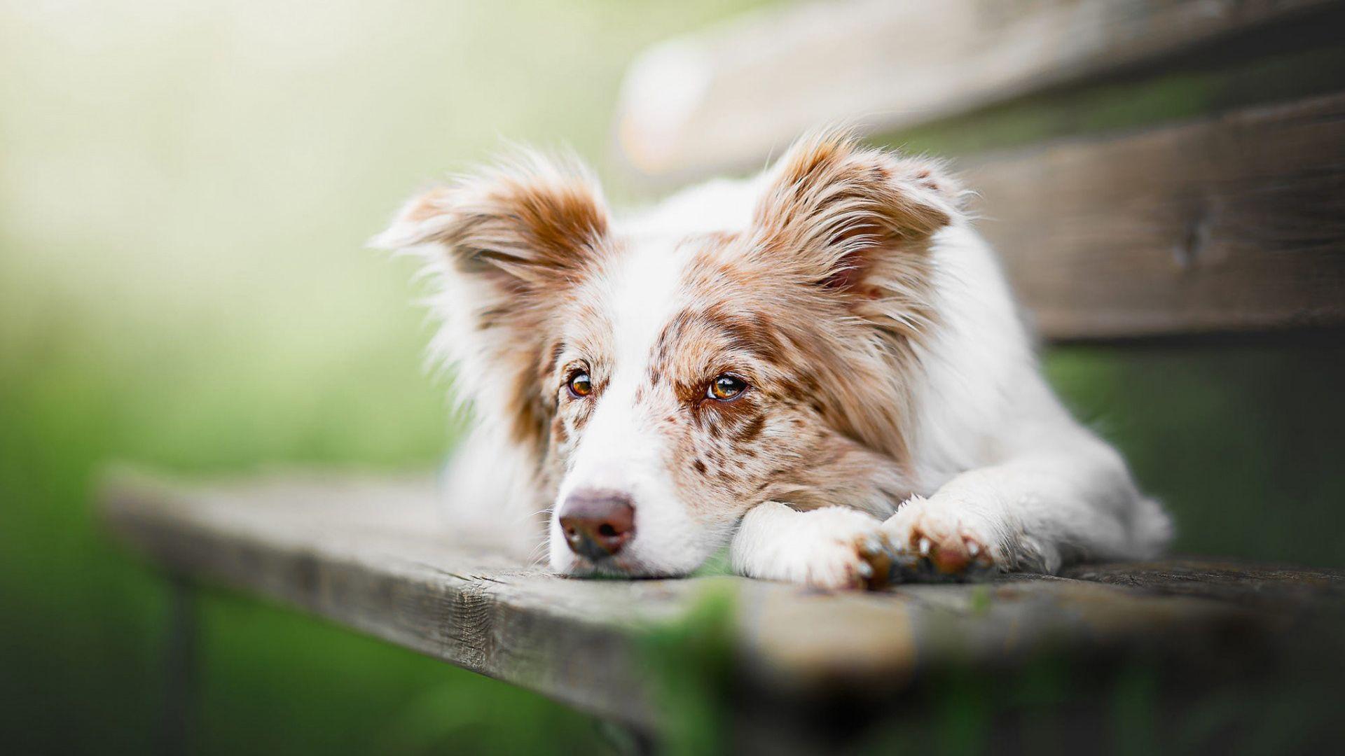 1920x1080 Australian Shepherd HD Animals Wallpaper