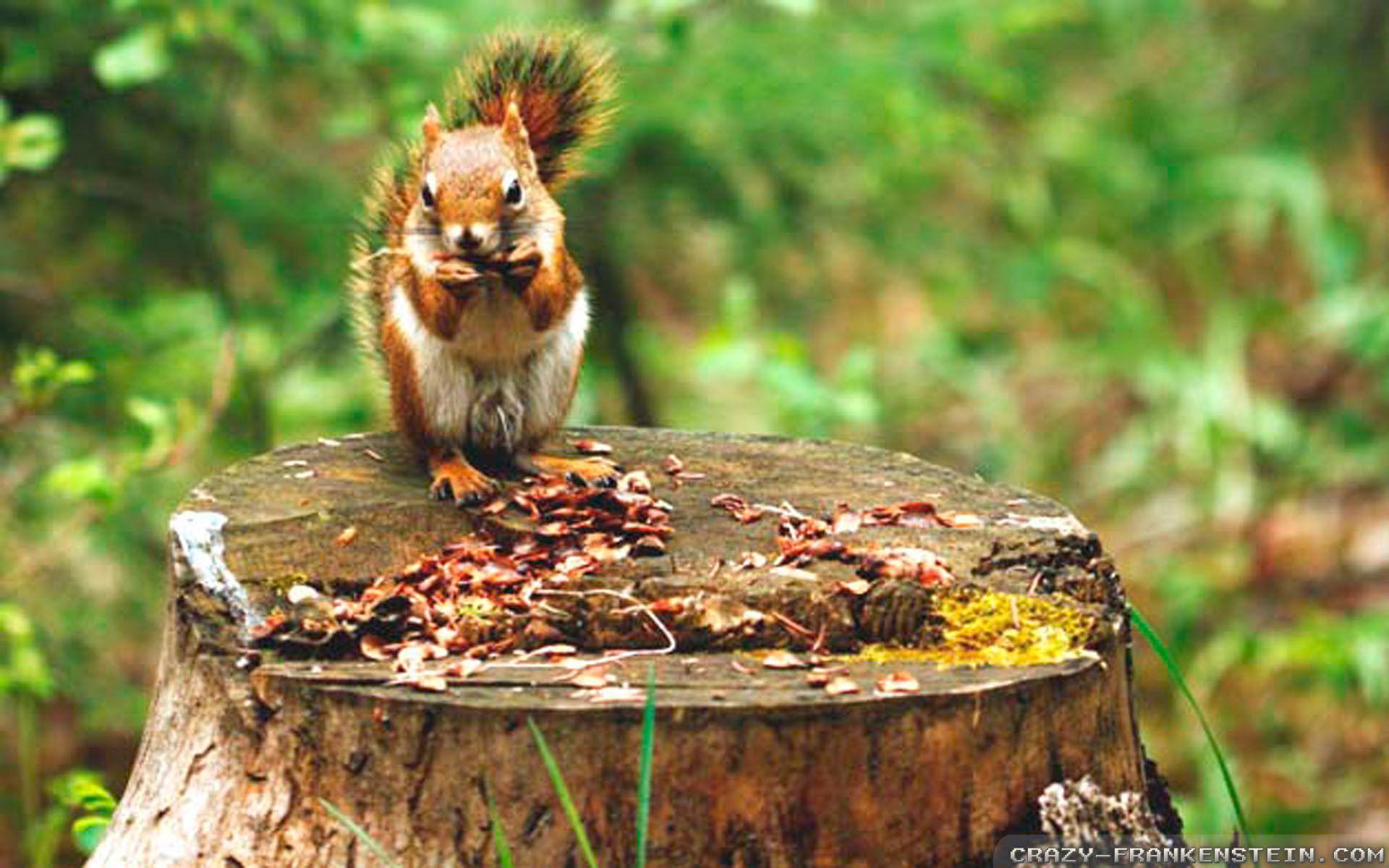 1920x1200 Animal Wallpaper For Mac