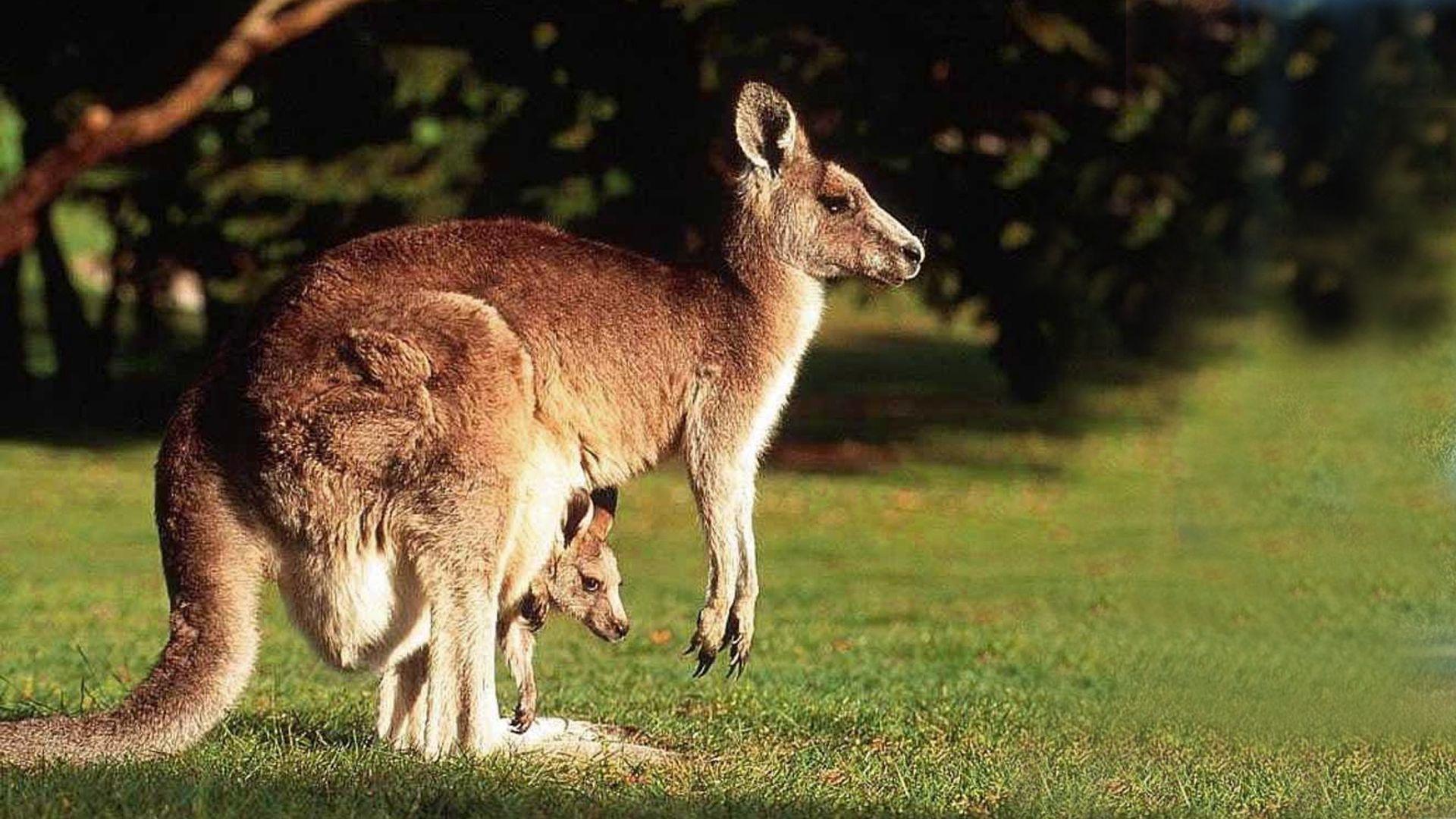 1920x1080 Australian Kangaroo symbol of HD wallpaper － Animal Wallpaper 1920x1080