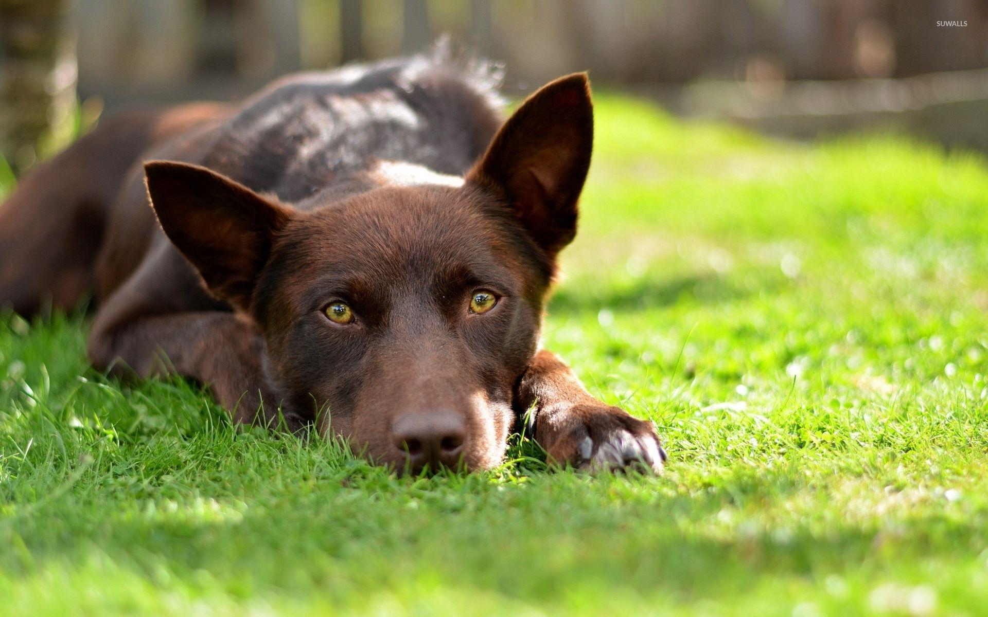 Kelpie Wallpapers Top Free Kelpie Backgrounds WallpaperAccess