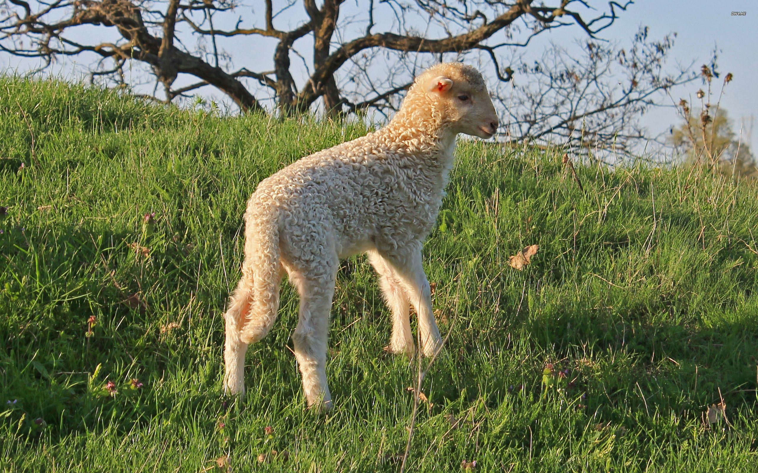 2560x1600 Spring Animal Wallpaper 23. The Art Mad