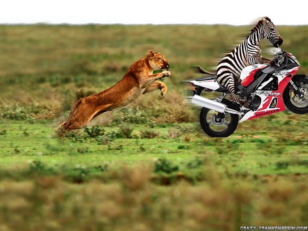 1024x768 Crazy Wallpaper