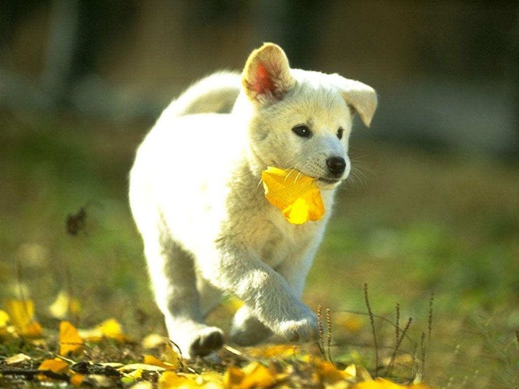 1024x768 Animals Background. Animals Wallpaper, Funny Animals Wallpaper and Spring Animals Wallpaper