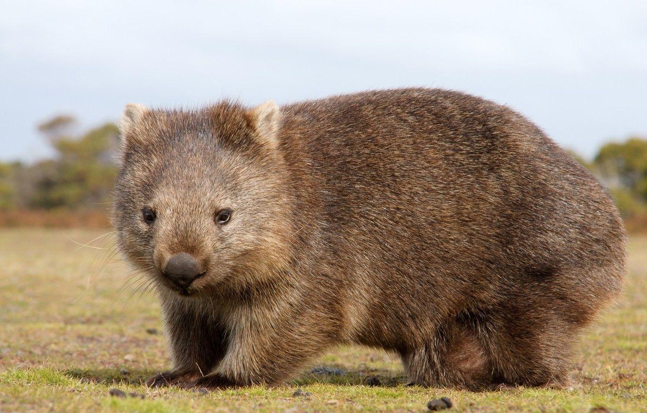 1332x850 Wallpaper Australia, animal, mammals, chord, marsupials, chubby, Wombat, dvortsovye, ambatovy image for desktop, section животные
