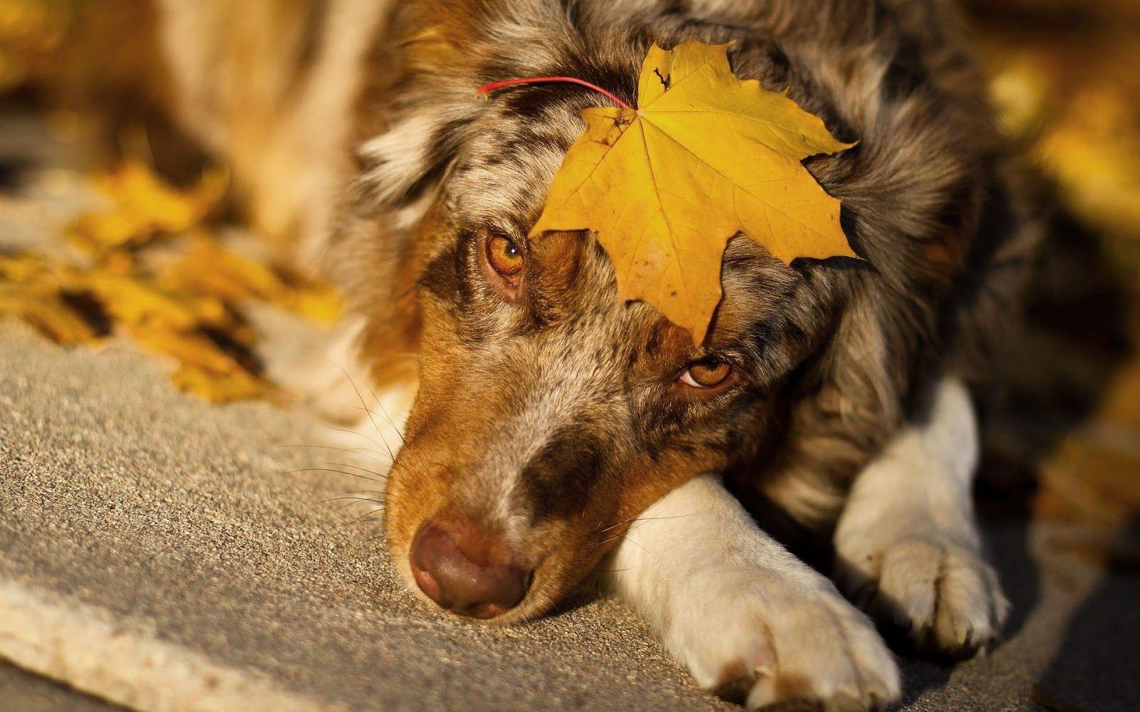 1600x1000 Photo of a Australian Shepherd. HD Animals Wallpaper