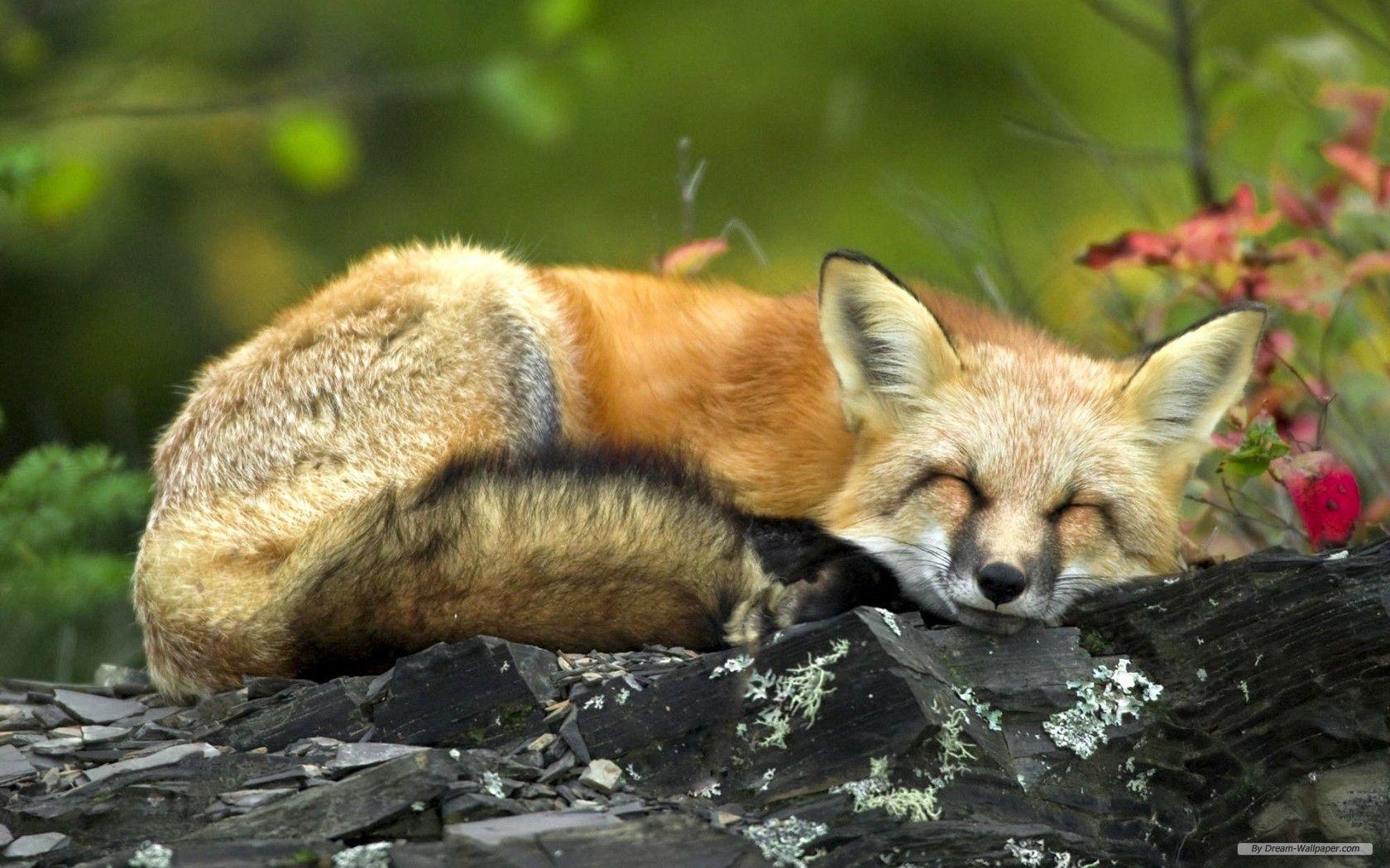 1680x1050 Cute animal wallpaper