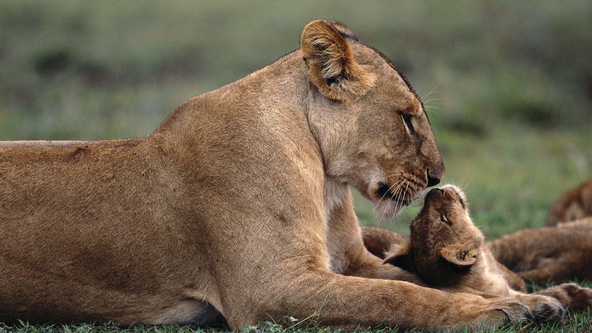 1920x1080 Adorable Baby Animal Wallpaper 34406 1920x1080px