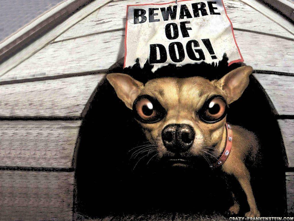 1024x768 Beware Of Dog Funny Animal Wallpaper