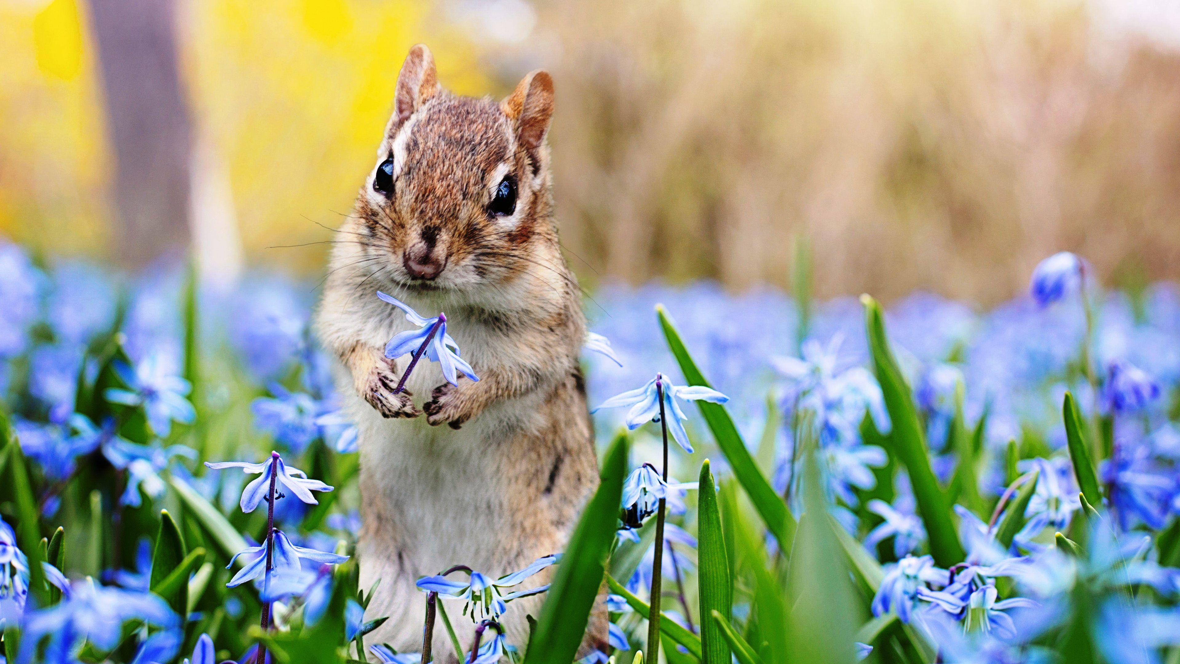 3838x2160 HD Wallpaper Kit /lexus Is Wallpaper/ Adorable Animal Bloom