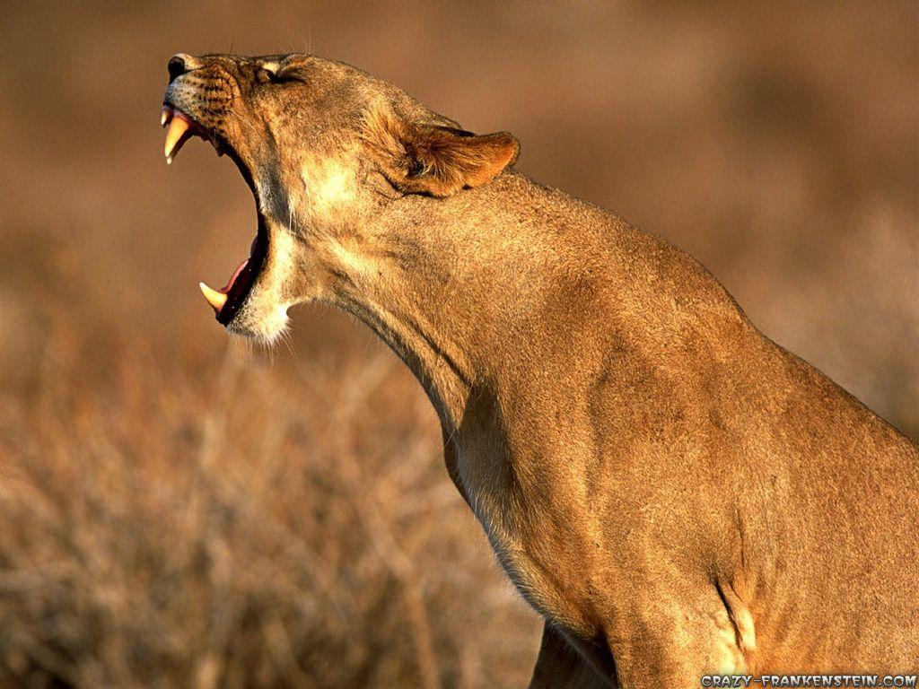 1024x768 Amazing Animal s wallpaperx768