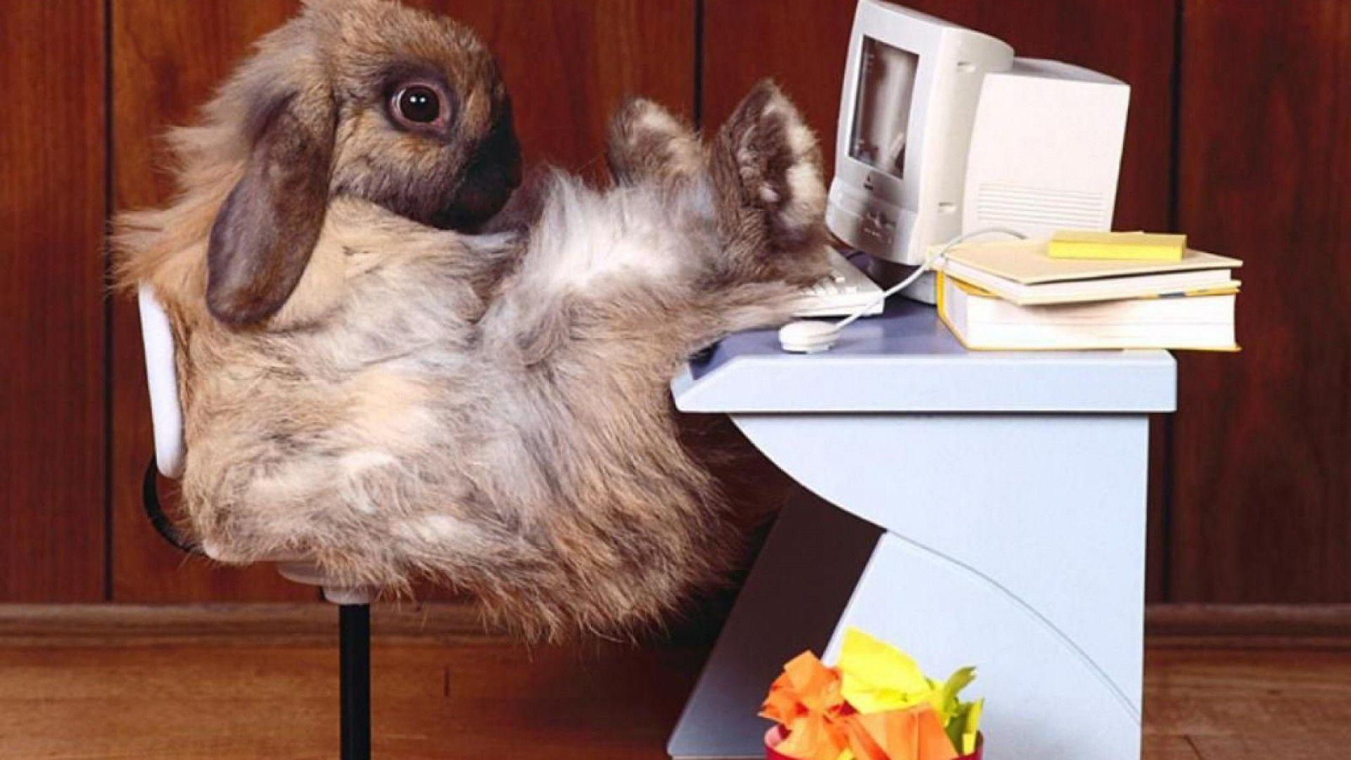 1920x1080 Funny animal wallpaper Crazy Frankenstein 1920x1080