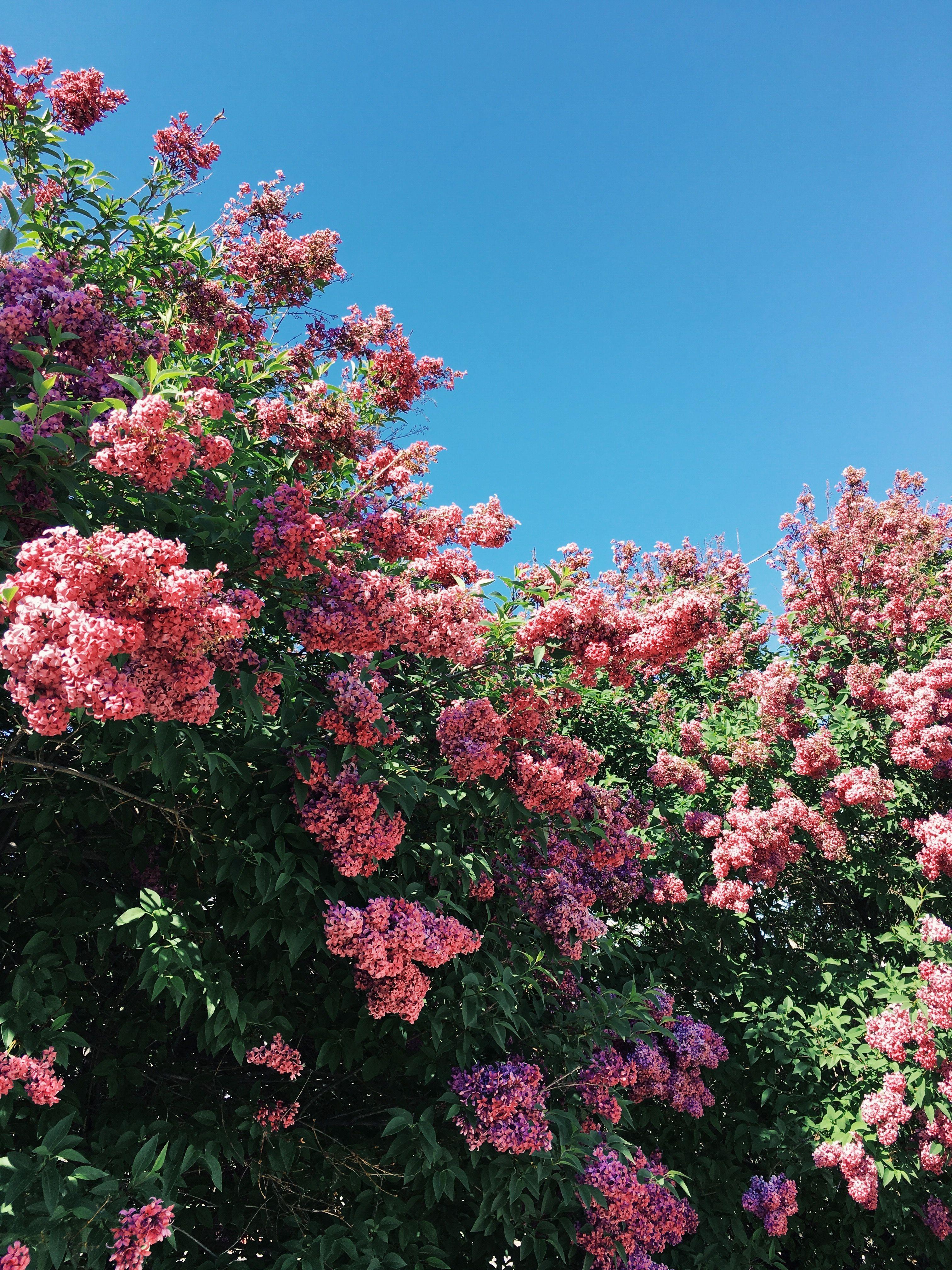 3024x4032 florals photo on insta. Flower aesthetic, Flower wallpaper, Beautiful flowers