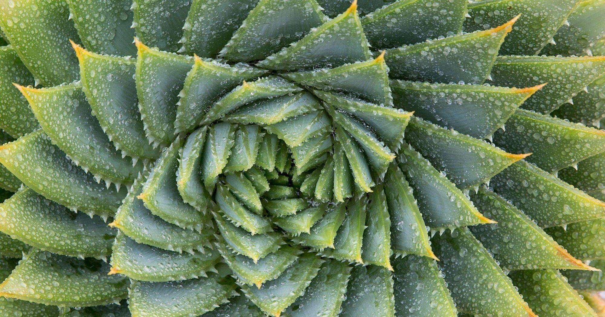 2000x1047 Relaxing Image That Will Bring You Instant Calm