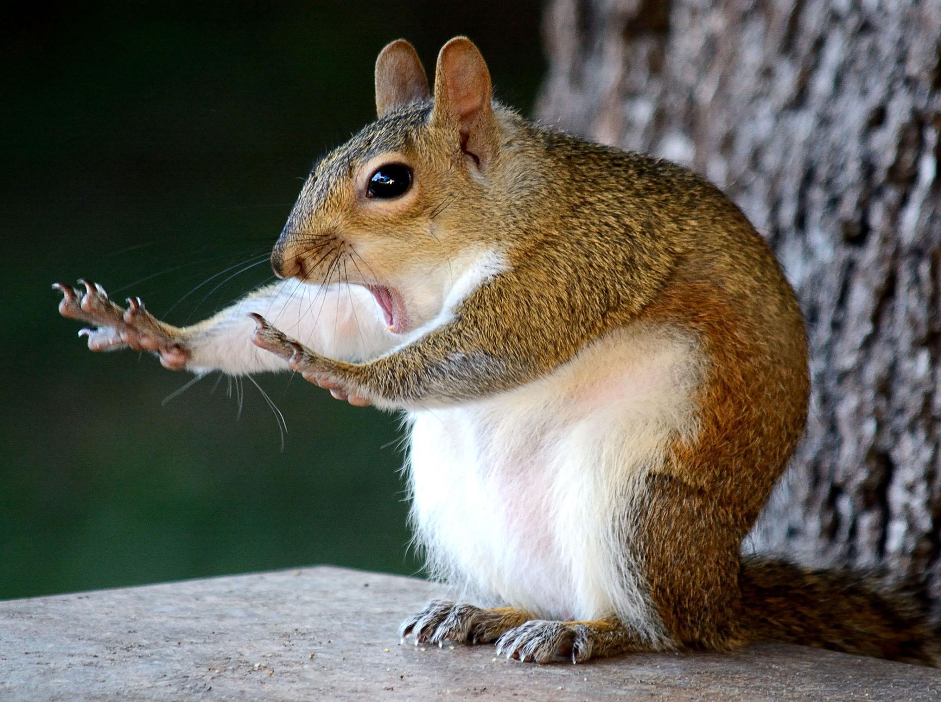 1900x1417 The Comedy Wildlife Photography Awards Picks Their 41 Top Image of 2018