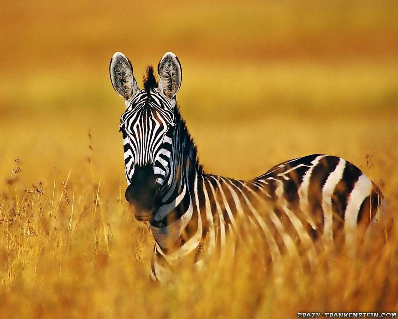 1280x1024 Animal Wallpaper
