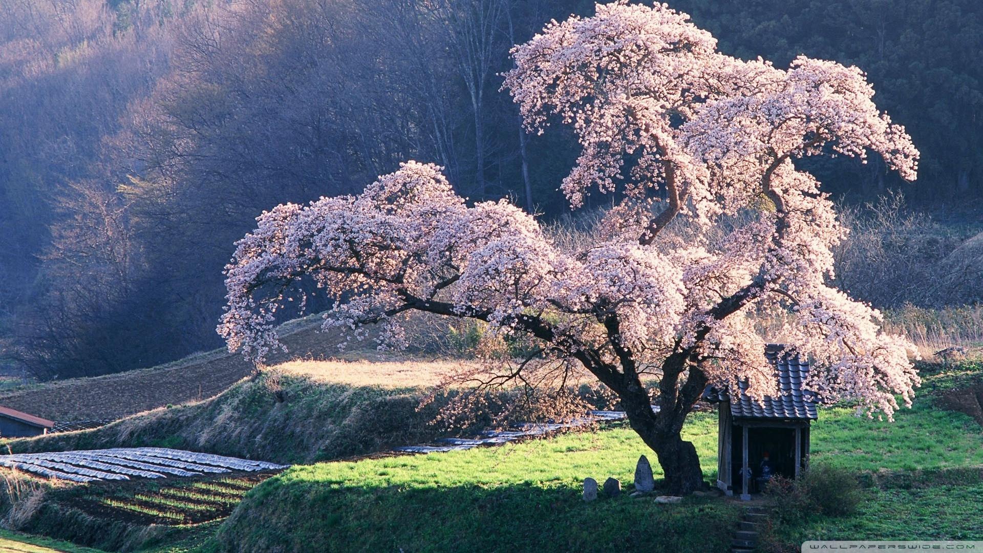 1920x1080 Japan Wallpaper