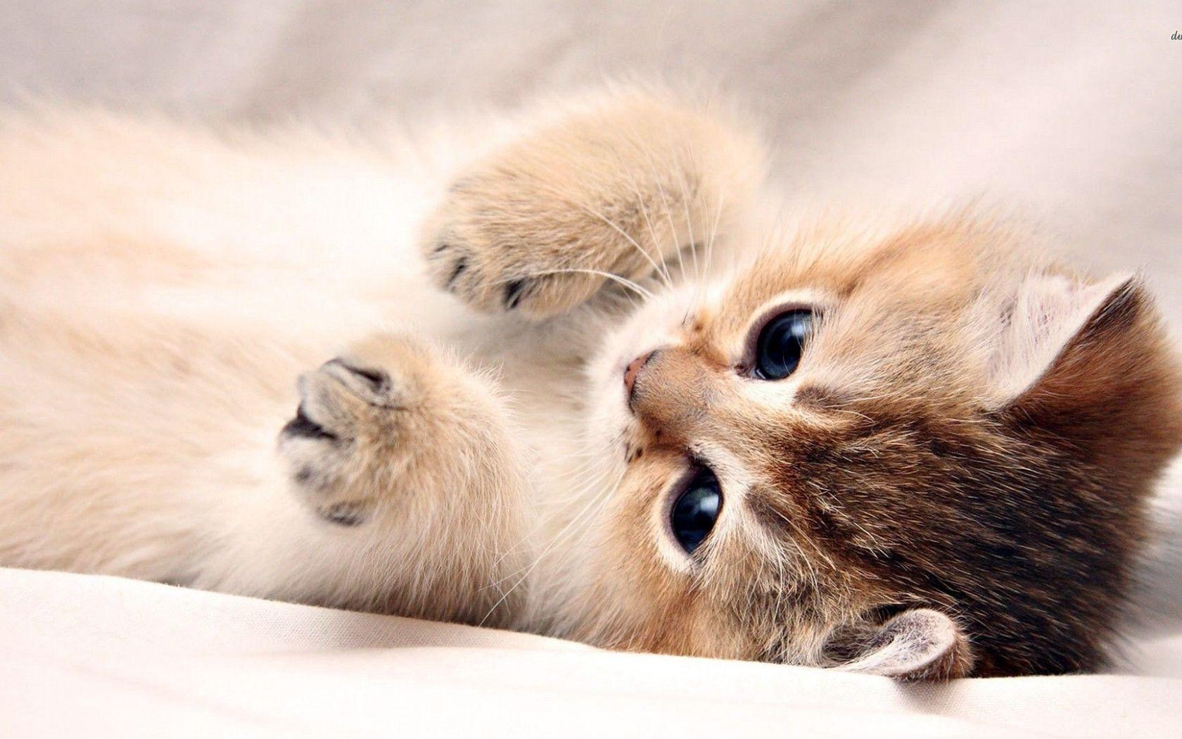 1680x1050 Free download 55 Cute Kitten Baby Star Wars Wallpaper Download [1920x1080] for your Desktop, Mobile & Tablet. Explore Cute Kitten Wallpaper Background. Kitten Wallpaper for Desktop, Adorable Kitten Wallpaper