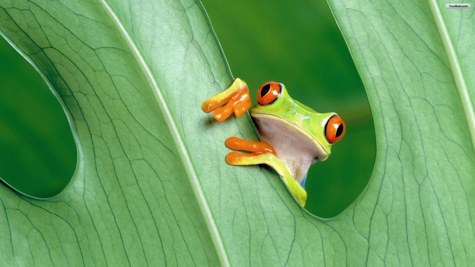Cute Frogs Wallpapers Top Free Cute Frogs Backgrounds Wallpaperaccess