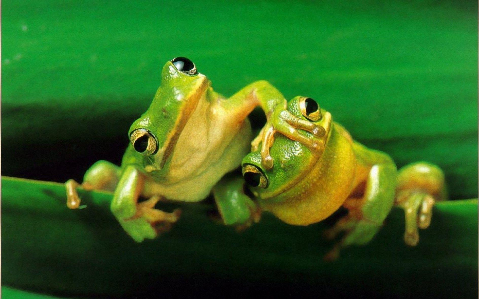 1890x1182 Showing Cute Frogs Picture
