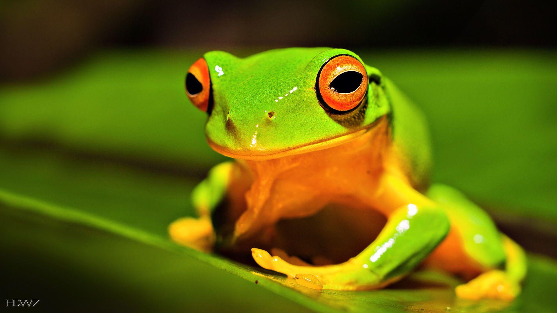 Cute Frogs Wallpapers - Top Free Cute Frogs Backgrounds - WallpaperAccess